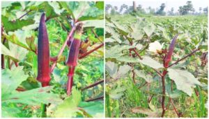 The Hidden Superfood from Patna: Why Farmers are Turning to Red Ladyfinger for Health and Profit