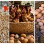 Bihar Aims To Rival Andhra Pradesh In Poultry Production With 10 New Hatchery Plants