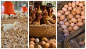 Bihar Aims To Rival Andhra Pradesh In Poultry Production With 10 New Hatchery Plants