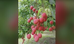 Shahi Litchi