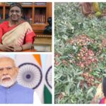 Muzaffarpur’s Shahi Litchis Set to Reach President Murmu and PM Modi