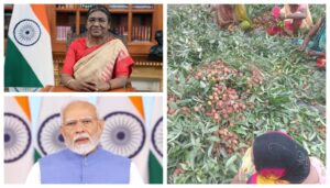 Muzaffarpur’s Shahi Litchis Set to Reach President Murmu and PM Modi