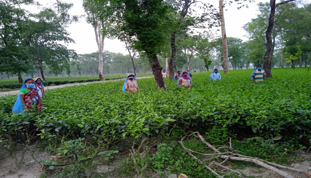 Bihar Ranks Fifth in Tea Production but Lacks a Single Processing Unit