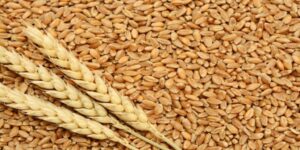 Bihar Government Extends Wheat Procurement Drive, Ensures 48-Hour Payment For Farmers