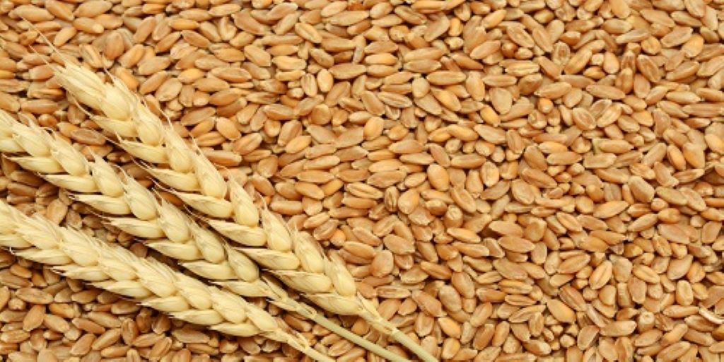 Bihar Government Extends Wheat Procurement Drive, Ensures 48-Hour Payment For Farmers
