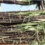 International Sugarcane Research Centre to be Established in Bihar’s Pusa