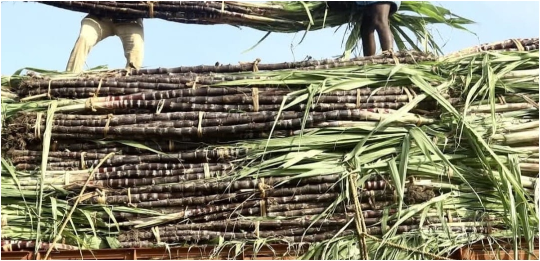 International Sugarcane Research Centre to be Established in Bihar’s Pusa