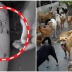 One More Stray Dog Attack In Bihar Leaves One Child Dead, Another Critically Injured