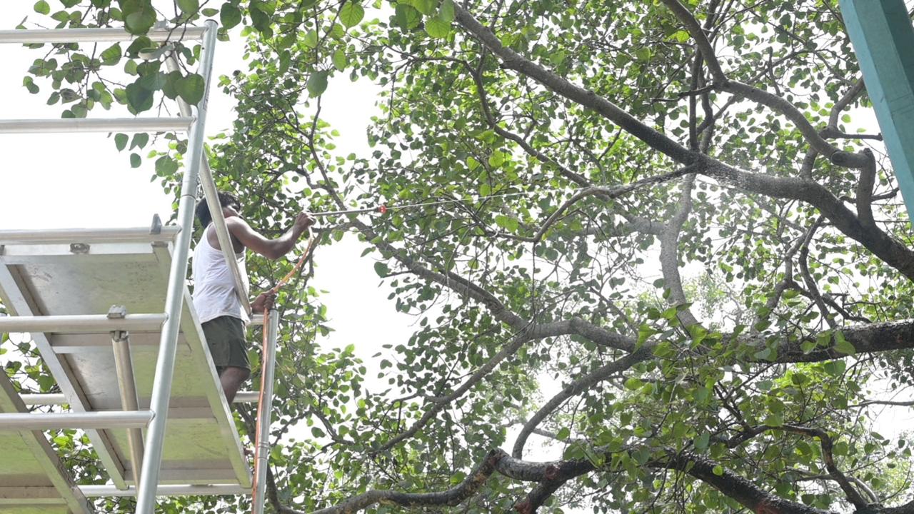 FRI Scientists Inspect Bodhi Tree in Bodh Gaya, Declare it Healthy