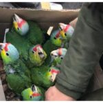 Forest Department Cracks Down on Animal Smuggling: Over 4,000 Birds and Rare Species Rescued