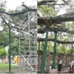 FRI Scientists Inspect Bodhi Tree in Bodh Gaya, Declare it Healthy