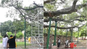 FRI Scientists Inspect Bodhi Tree in Bodh Gaya, Declare it Healthy