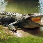 Seven-Year-Old Killed in Crocodile Attack in Bihar’s Bagaha