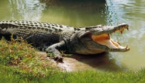 Seven-Year-Old Killed in Crocodile Attack in Bihar’s Bagaha