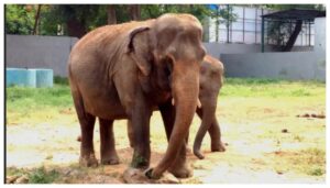 Patna Zoo Mourns Loss of Two Animals in Two Days — Elephant Mala and a Gaur