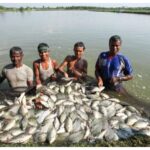Fish Production in Bihar Triples in 20 Years, State Achieves Self-Sufficiency