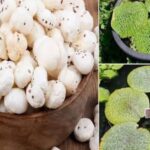 After Two Decades, Darbhanga Farmers Grow Makhana Again