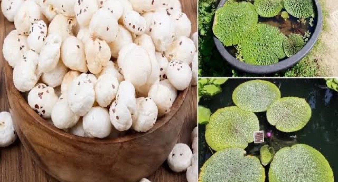 After Two Decades, Darbhanga Farmers Grow Makhana Again