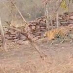 Tiger Spotted in Bihar’s Kaimur Forest After Five Years, Wildlife Officials on Alert