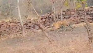 Tiger Spotted in Bihar’s Kaimur Forest After Five Years, Wildlife Officials on Alert