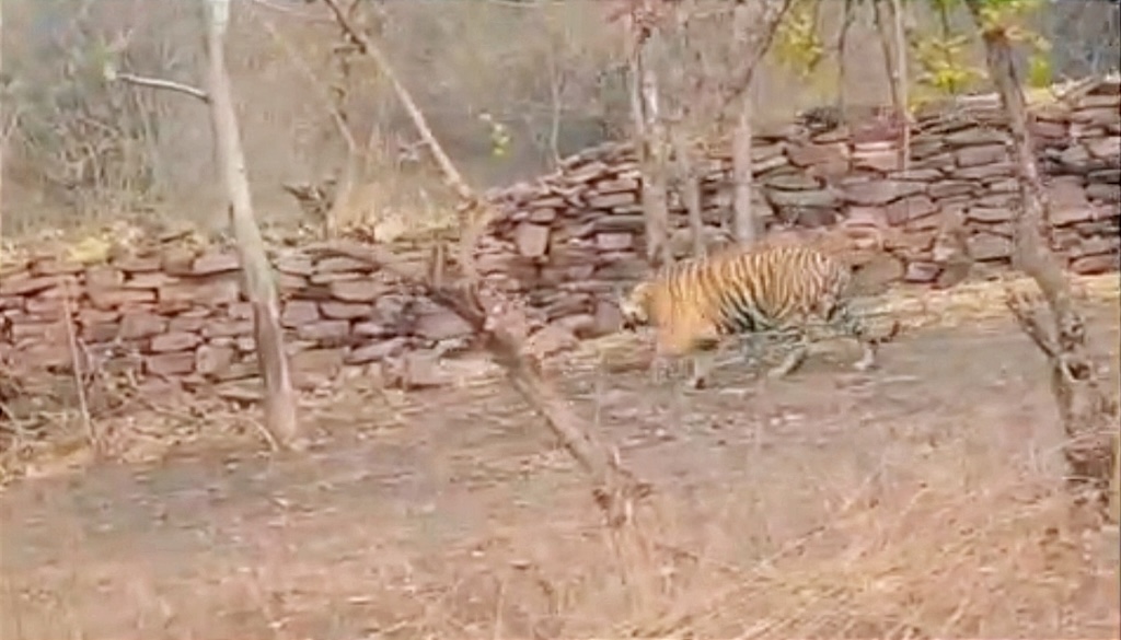 Tiger Spotted in Bihar’s Kaimur Forest After Five Years, Wildlife Officials on Alert