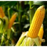 Begusarai Agriculture Officer Suspended Over Maize Seed Distribution Irregularities