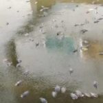 Heat and Dirty Water Kill Thousands of Fish in Gayaji’s Suryakund