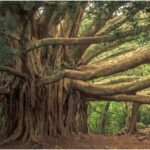 500-Year-Old Banyan Among 32 Trees in Bihar Named Biodiversity Heritage Trees