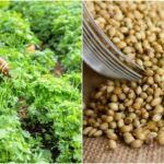Big Boost for Bihar Farmers: Government to Support Spice Farming with Rs 50,000 Per Hectare