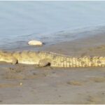 174 Baby Gharials Released into Gandak River on World Crocodile Day