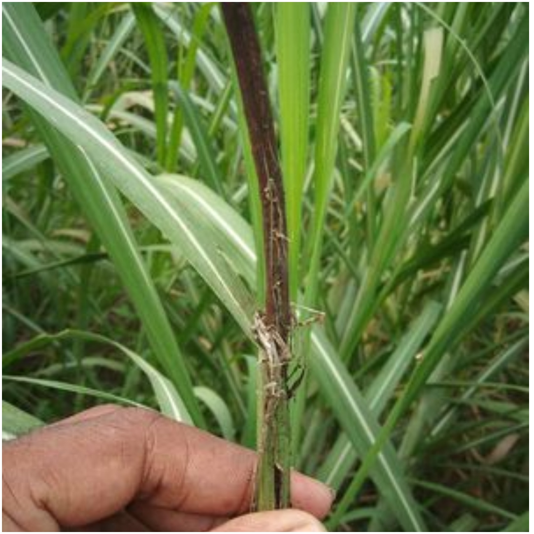 Smut Disease and Top Borer Infestation Threaten Bihar’s Sugarcane Crop