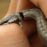 Snakebite Emergency in Bihar’s Gopalganj: Two Women Dead, Dozens at Risk in Monsoon Season