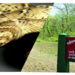 Valmiki Tiger Reserve: Bihar’s Overlooked Haven of Rare and Deadly Snakes