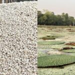 Bihar’s Makhana Boom: Cultivation Doubles, Exports Reach the US