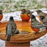 Help Thirsty Birds and Animals This Summer, Says Bihar Government