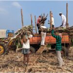 Bihar’s sugarcane farming gets a modern boost with focus on ethanol, jaggery, and farmer income