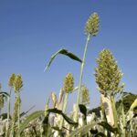 Bihar’s Organic Corridor Revives Farming and Ganges River Health
