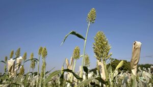 Bihar’s Organic Corridor