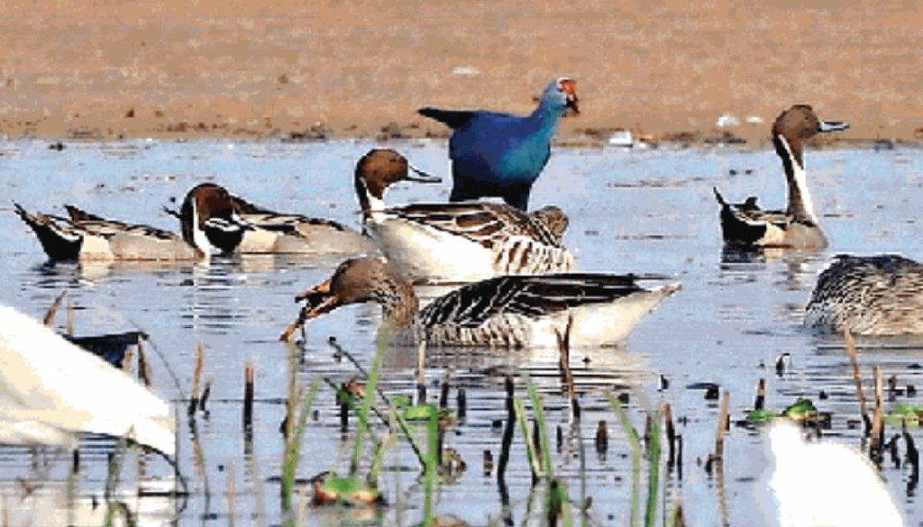 Anti-Flood Sluice Gate Construction Begins at Bihar’s Gogabeel Lake to Protect Biodiversity