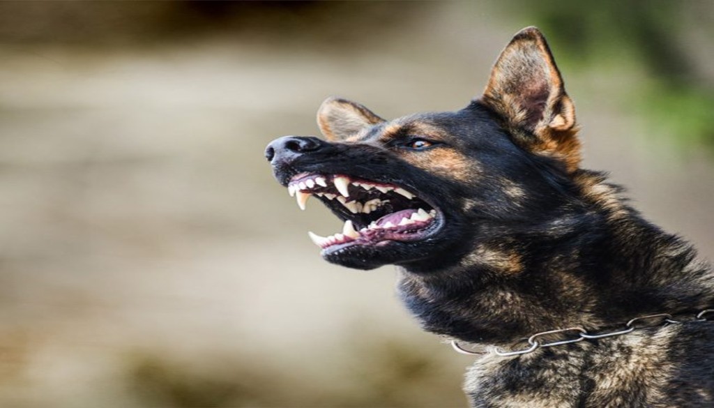 Rabid Dog Sparks Chaos in Bihar's Sasaram, Injures 50 in 90 Minutes