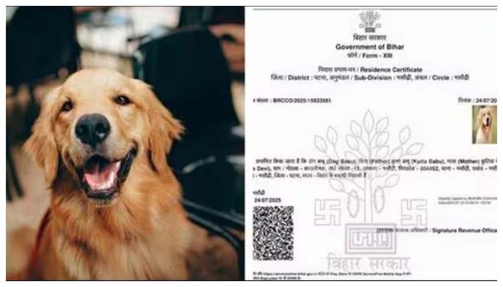 Patna Revenue Officer Suspended Over Fake Certificate Issued in Name of ‘Dog Babu’