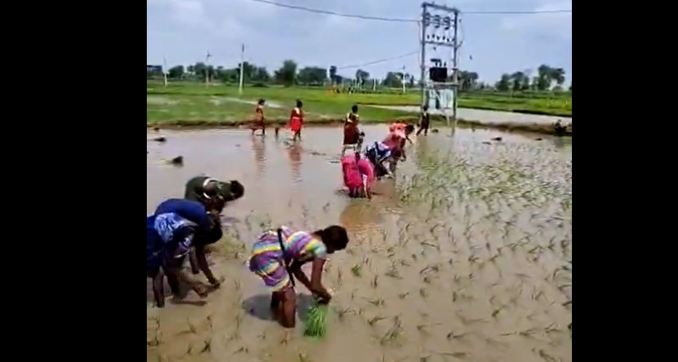 Paddy rice farming monsoon rain