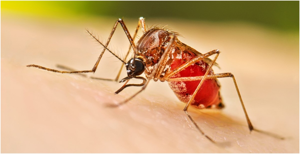 Muzaffarpur on Dengue Alert, Door-to-Door Checks and Strict Orders for Private Hospitals