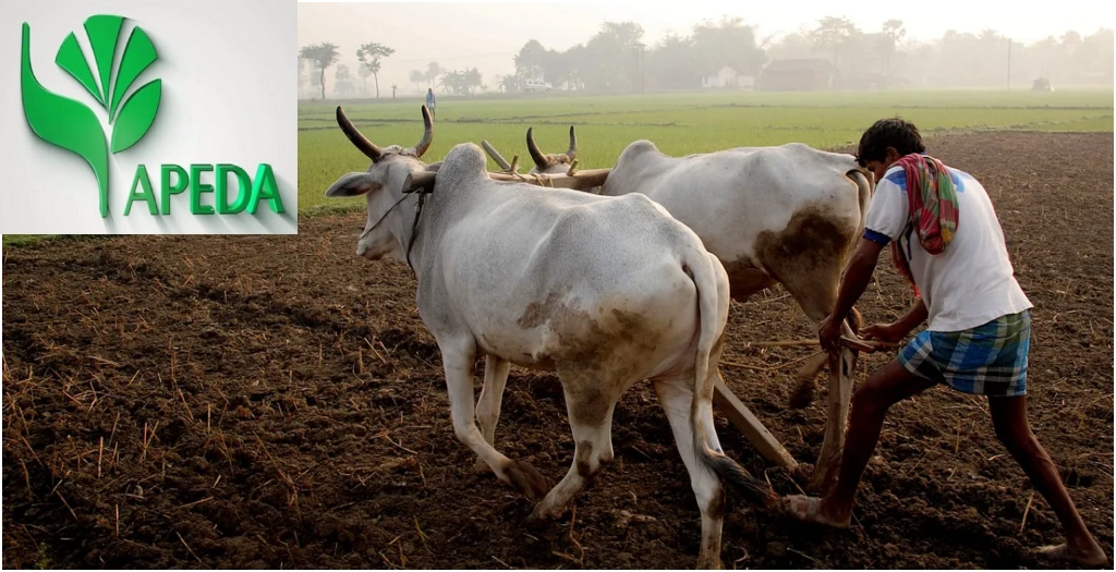 Bihar to Open APEDA Regional Office to Boost Agricultural Exports