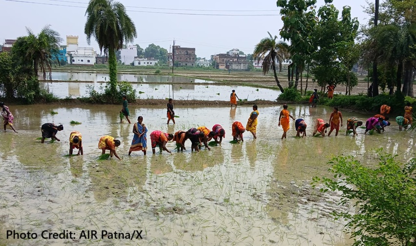 paddy sowing in Kaimur Bihar monsoon rain