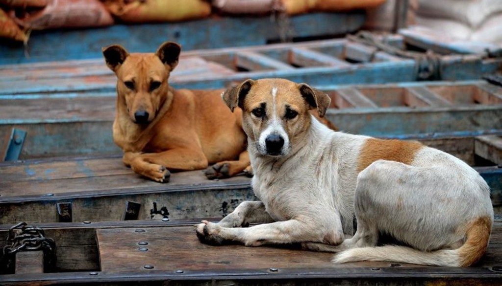 Patna Municipal Corporation Takes Action on Stray Dog Complaints with Just One Call