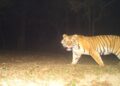 Tiger Emerges From Forest, Kills Calf In Bihar Village; Panic Grips Bagaha