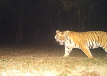Tiger kills Farmer in Bagaha, Injures Forest Worker in Second Attack