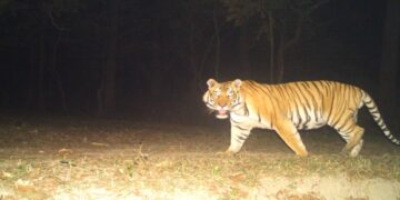 Tiger Mauls 65-Year-Old Near Valmiki Tiger Reserve, Sparking Panic Among Locals
