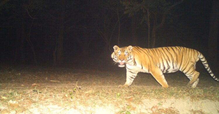 Tiger Kills Farmer In Bagaha, Villagers Vandalise Forest Department Vehicle